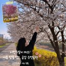 금강수변공원4 | [세종 벚꽃 명소] 금강수변공원 실시간 개화 현황 | 4월 첫째주 주말이 피크! 핫핑크 겹벚꽃 포토존까지