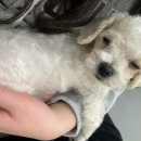 멍쉬멜로 이미지