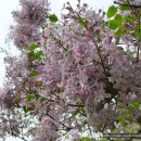 수수꽃다리 이미지