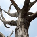 에델바이스 이미지