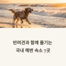 반려견과 함께 즐기는 국내 해변 숙소 추천 베스트 7