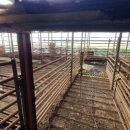 고서방흑염소 이미지