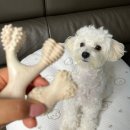 제이 메디컬 | 강아지 이갈이 장난감 추천 베러본 내돈내산 솔직후기