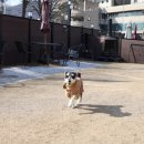 도그와트 이미지