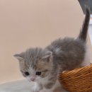 베베멍 강아지고양이분양 시흥본점 이미지