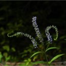 힐링야생화 - 구미시 산호대로 1235-1 | 힐링야생화
