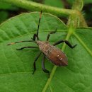 김정환농장 | 장수허리노린재, 큰허리노린재 약충(다리가 굵은 노린재), 퇴치법