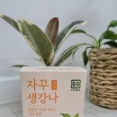 무설탕 생강스틱 자꾸생강나 대만족 후기