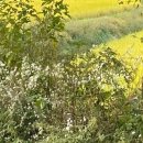 샘머리1단지 이미지