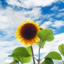 해바라기 이미지