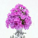 딩가 이미지
