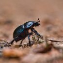 방울풍뎅이 이미지