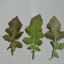 뽀리뱅이 Youngia japonica (L.) DC. 이미지