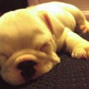 꼬동이네 이미지