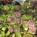 풍기선비골인삼시장 이미지