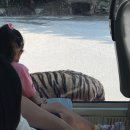 다원샾 | 연간이용권 350 스탠다드, 42개월 68개월 아이와 휴가철 성수기때 다녀온 후기, 퍼레이드, 피날레 불꽃놀이