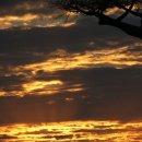 바오밥나무 이미지