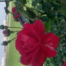 한솔초교 옆 이미지