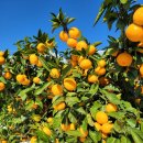 하늘닿은농장 이미지