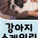 동물병원예지 이미지