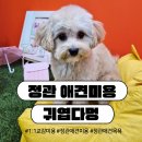 멍묭실 | [공지] [부산/기장] 불안 높은 강아지도 편하게 맡길 수 있는 정관 애견미용 귀엽다멍