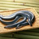 꼼지락장어 이미지