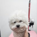 유니독