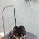 강남애니펫샵 이미지