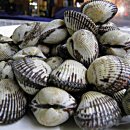 꼬막꼬막 이미지