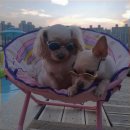 댕댕월드 이미지