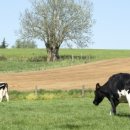 성광목장 이미지