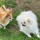 중마애견 이미지