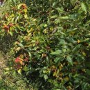 기동농장 이미지