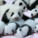 판다곰 이미지
