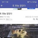 길고양이 불법포획해서 산,밭,고속도로에 버리고 오는 디씨 야옹이갤러리(+학대 오카방) 이미지