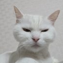 하타요가(야간) 이미지