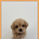 2023-0009 | 평택말티푸분양 퍼피댕에서 만난 행복 한 마리