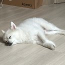 바로본병원 | 마이브라운 펫보험 다이렉트 가입 직접 해본 후기, 병원가자 용기있게 캠페인