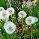 민들레홀씨 이미지