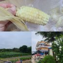 자작도 일광민박 이미지