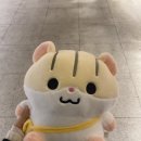 11650-17-20-4 | 임신 17주~20주 기록 | 태동 시작, 배뭉침 &amp; 중기 임산부 배크기 변화