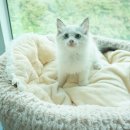 노블랙돌 이미지