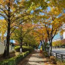 세일플러스의원 | 일산 홈플러스 고별전 솔직 방문 후기 (기간, 위치, 득템 정보)