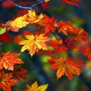 사랑합니다 LOVE 이미지