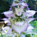 클라리세이지_화이트 (Vatican Clary Sage, Salvia sclarea) 이미지