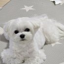 나리펫살롱 이미지