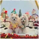 댕그라운드 | 부산애견카페 반려견과 함께한 최고의 하루, 댕그라운드 애견카페 후기!