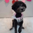 케이디펫 이미지