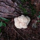 자연산 꽃송이 버섯 이미지