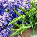 허브향기 이미지